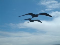01-Fregatebirds accompany us